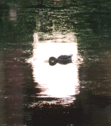 Close-up of duck in the reflection of the rotunda - Palace of Fine Arts