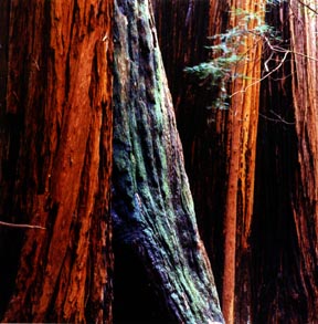 Four Redwoods