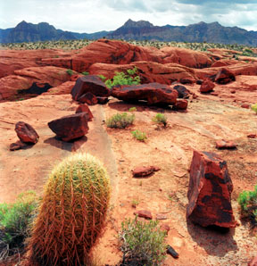 Barrel Cactus