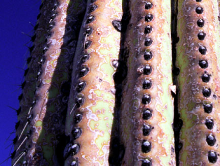 Close up of Saguaro