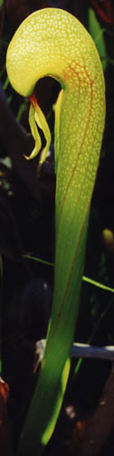 Close-up of Darlintonia, Southwest Oregon